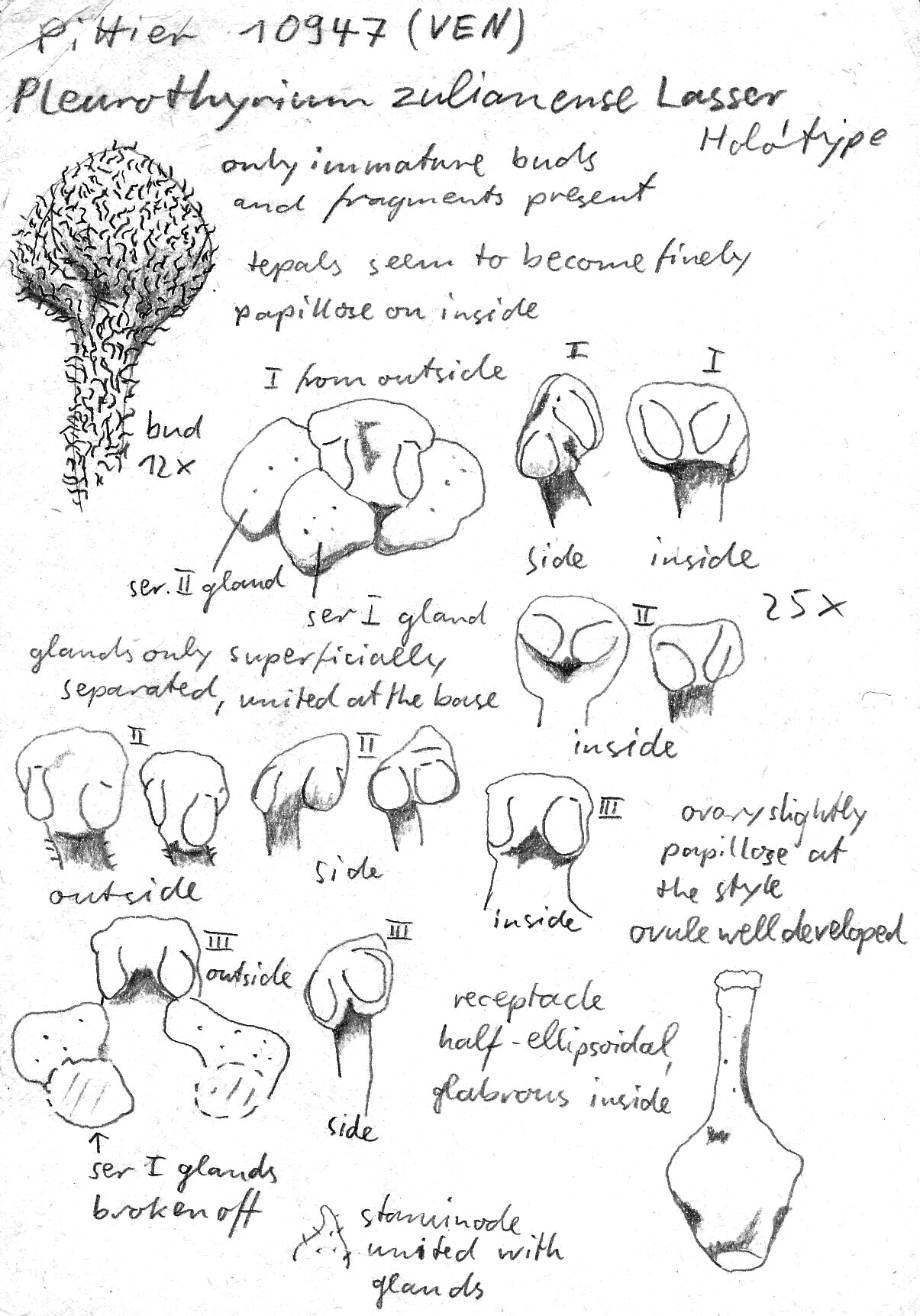 Vorschaubild Pleurothyrium zulianense Lasser